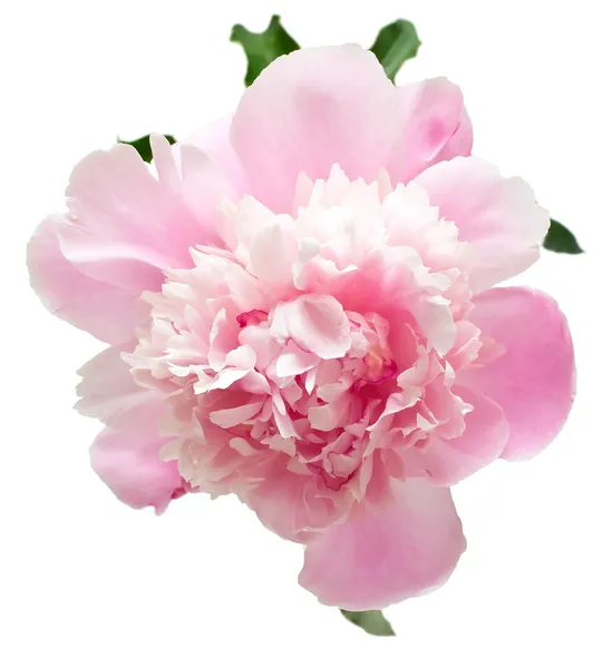 Pink peony flower — Stock Photo © vikiri #2005917