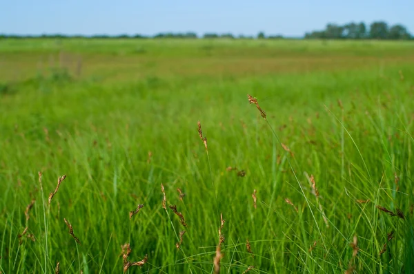 Green grass field — Stock Photo, Image
