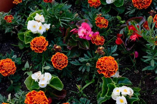 Газон квітів — стокове фото