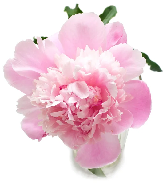 Flor de peonía rosa — Foto de Stock