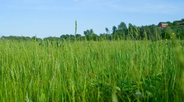 Hierba verde y cielo azul — Foto de Stock