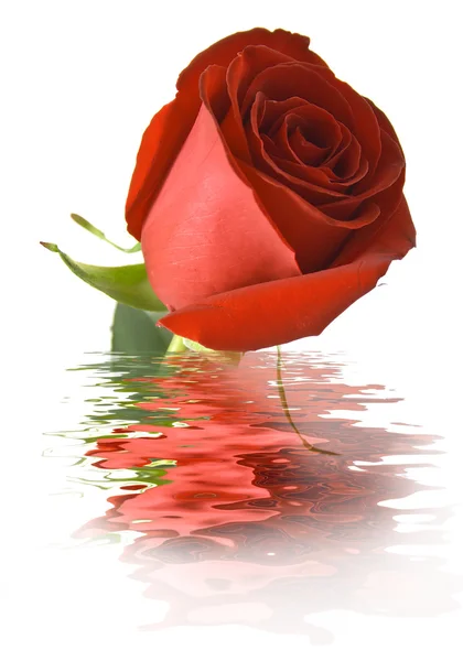 Κόκκινο τριαντάφυλλο στο νερό — Φωτογραφία Αρχείου