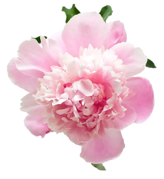 Różowy kwiat piwonii — Zdjęcie stockowe