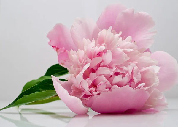 Flor de peonía rosa — Foto de Stock