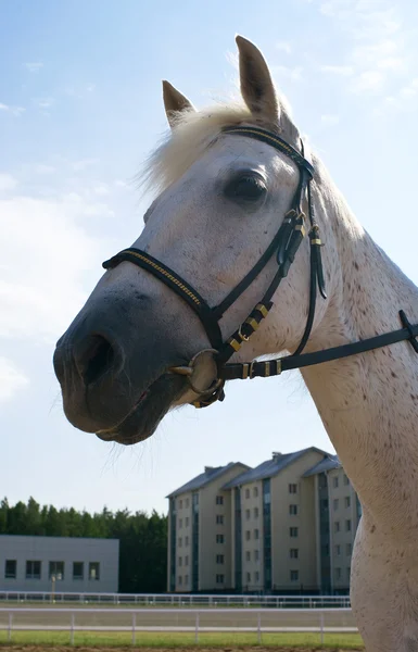 Retrato de un caballo blanco —  Fotos de Stock