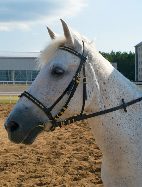 Retrato de um cavalo branco — Fotografia de Stock