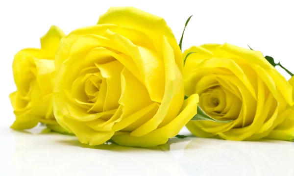 Gele rozen op wit — Stockfoto