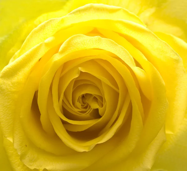 Rosa amarilla — Foto de Stock
