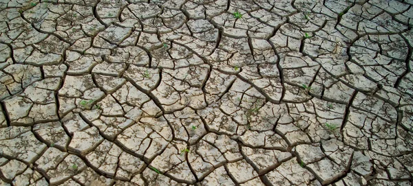 Tierra seca y agrietada —  Fotos de Stock