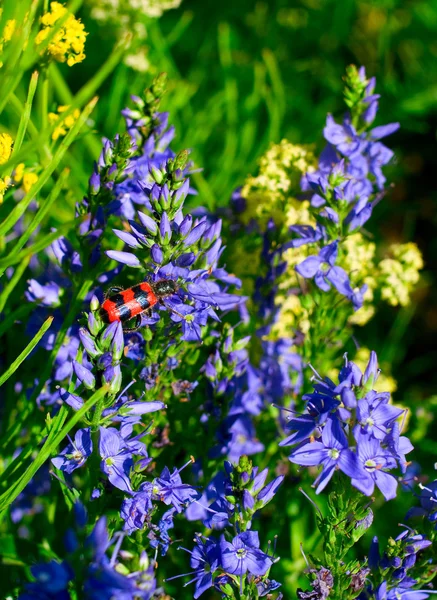 Bugg smyger längs den blå blomman — Stockfoto
