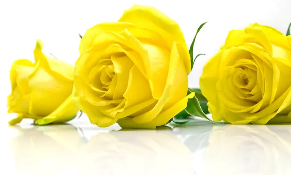 Желтые розы на белом — стоковое фото