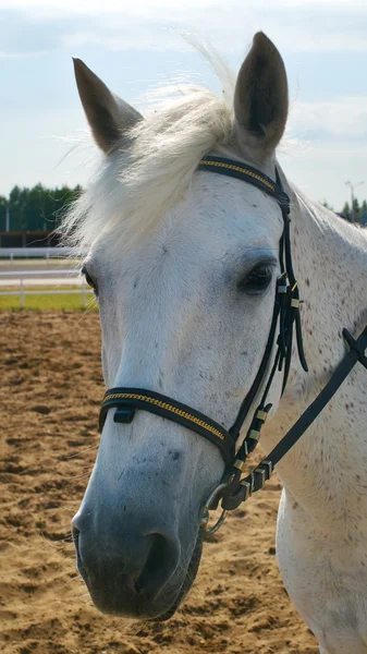 Retrato de un caballo blanco — Foto de Stock