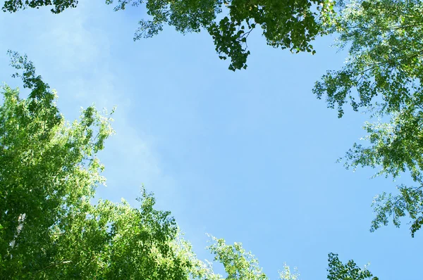 stock image Summer at park