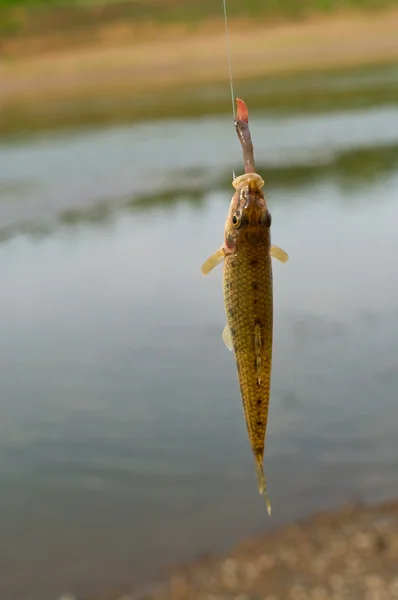 Fiskar på en fiskekrok — Stockfoto
