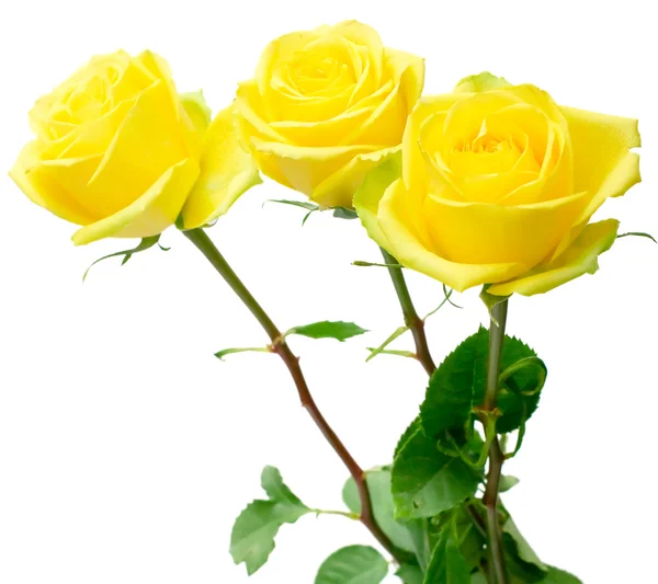 Žluté růže na bílém pozadí — Stock fotografie