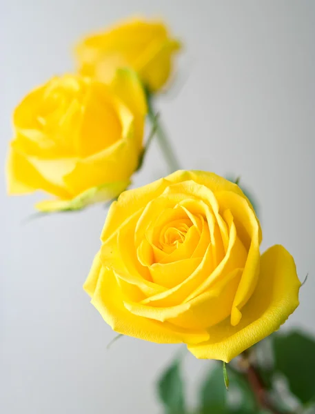 Žluté růže se zelenými listy — Stock fotografie