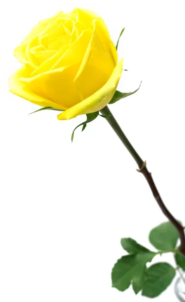Rosa amarela no branco — Fotografia de Stock