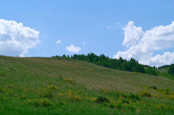 stock image Summer landscape