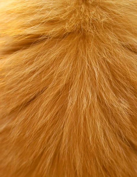 赤い猫のウール — ストック写真