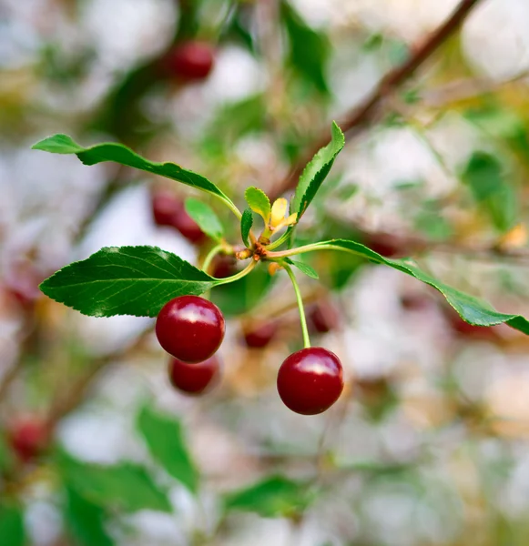 Maturare ciliegia con bacche rosse — Foto Stock