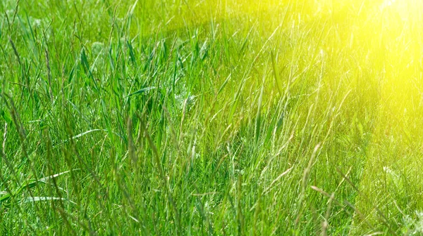 Grünes Gras und Sonne — Stockfoto