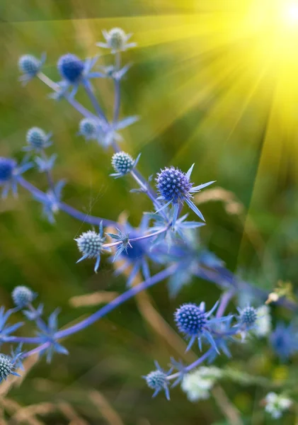 Blauwe stekelig bush en zon — Stockfoto