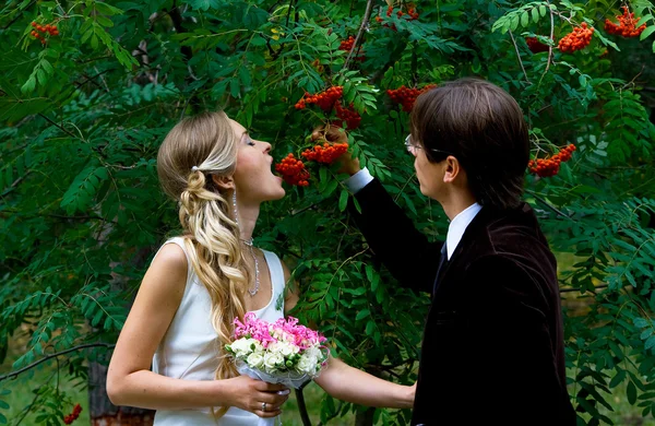 Bruid en bruidegom tegen rowan boom — Stockfoto