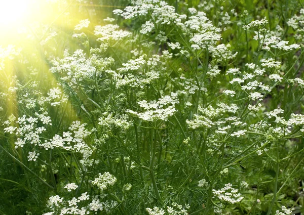 Fresh fragrant fennel and sun — Stock Photo, Image