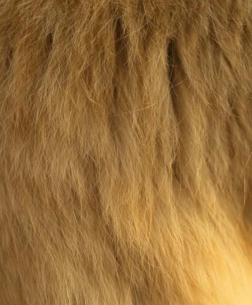 毛红颜色的一只猫的毛 — 图库照片