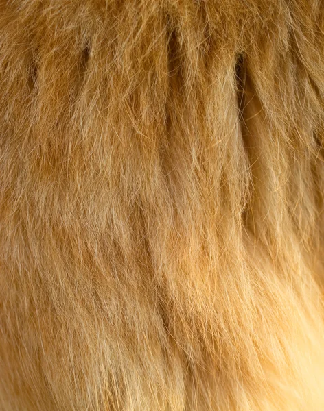 Lã de um gato de cor vermelha — Fotografia de Stock