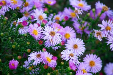 Lilac asters clipart