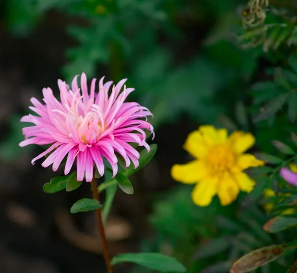 Rosa und gelbe Blüten — Stockfoto