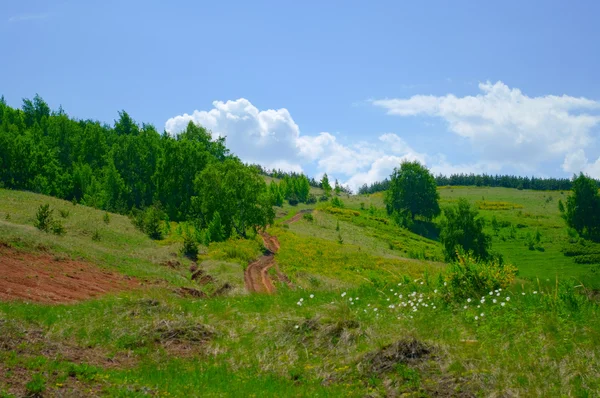 Trær på åser i Uralfjellene – stockfoto
