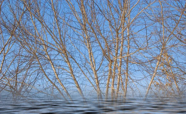 Bäume im Wasser — Stockfoto