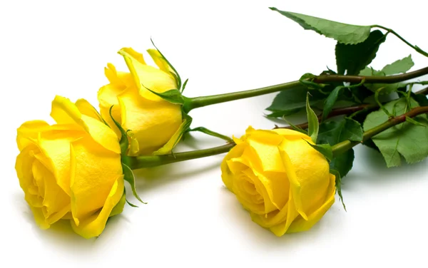 Rosas amarillas sobre blanco — Foto de Stock