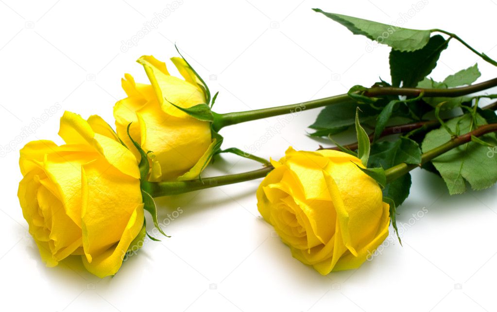 Yellow roses on white
