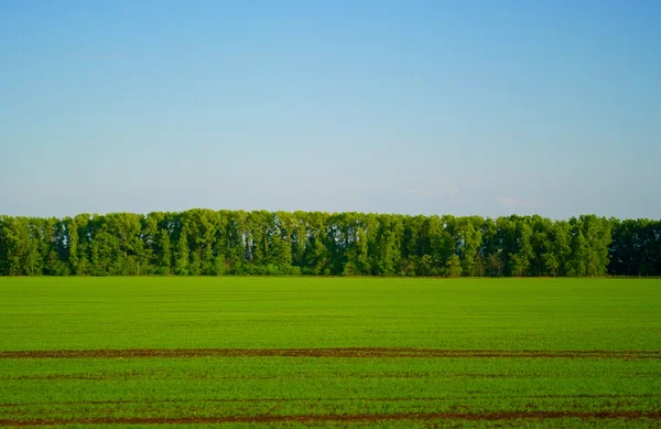 Pole zielone — Zdjęcie stockowe