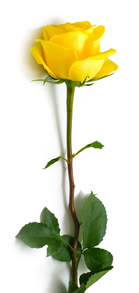 Yellow rose — Stock Photo, Image