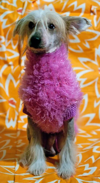 Cão Crested chinês em rosa — Fotografia de Stock