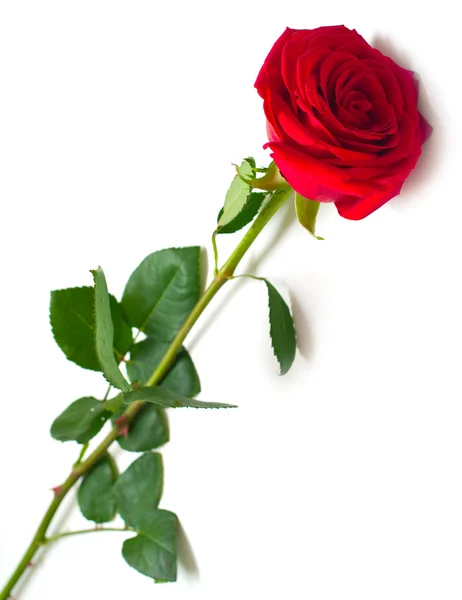 红玫瑰，绿叶 — 图库照片