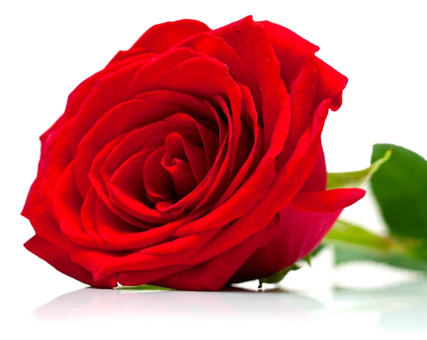 红色的玫瑰在白色的 — 图库照片