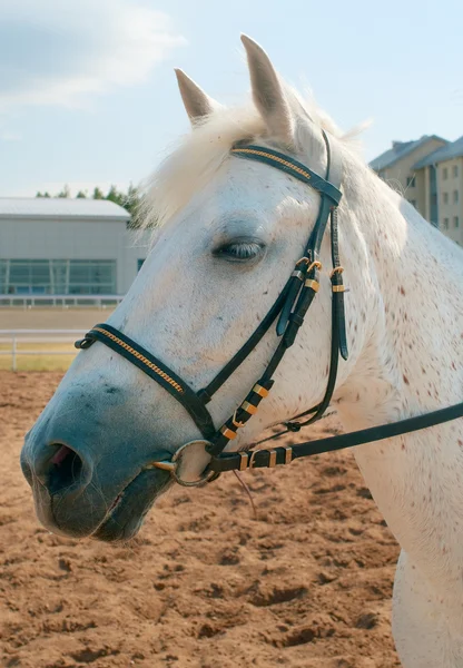 White horse — Stockfoto