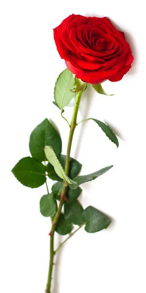 Красная роза с зелеными листьями — стоковое фото
