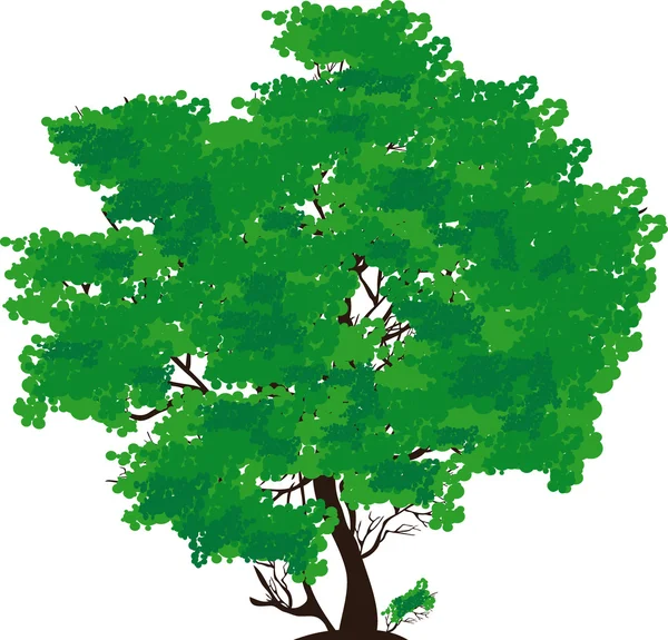 Vihreä puu — vektorikuva