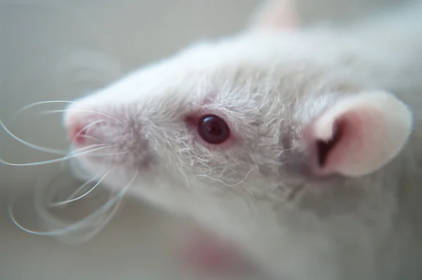 Ratto bianco — Foto Stock