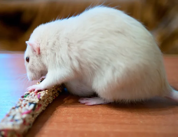 Rato com comida — Fotografia de Stock
