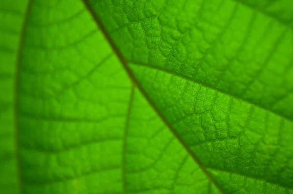 Fond vert naturel — Photo