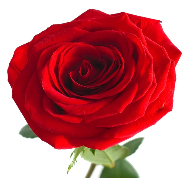 Rosa roja sobre blanco — Foto de Stock