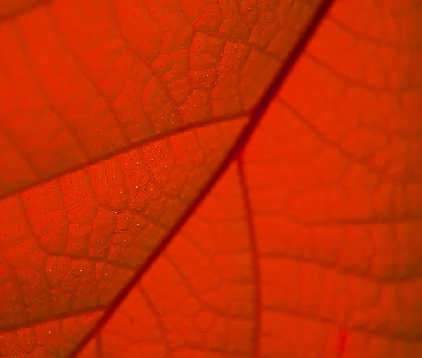 Folhas vermelhas — Fotografia de Stock