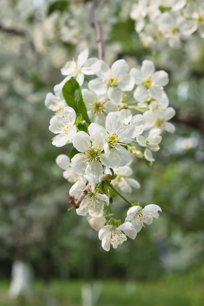 Aprikos blom — Stockfoto